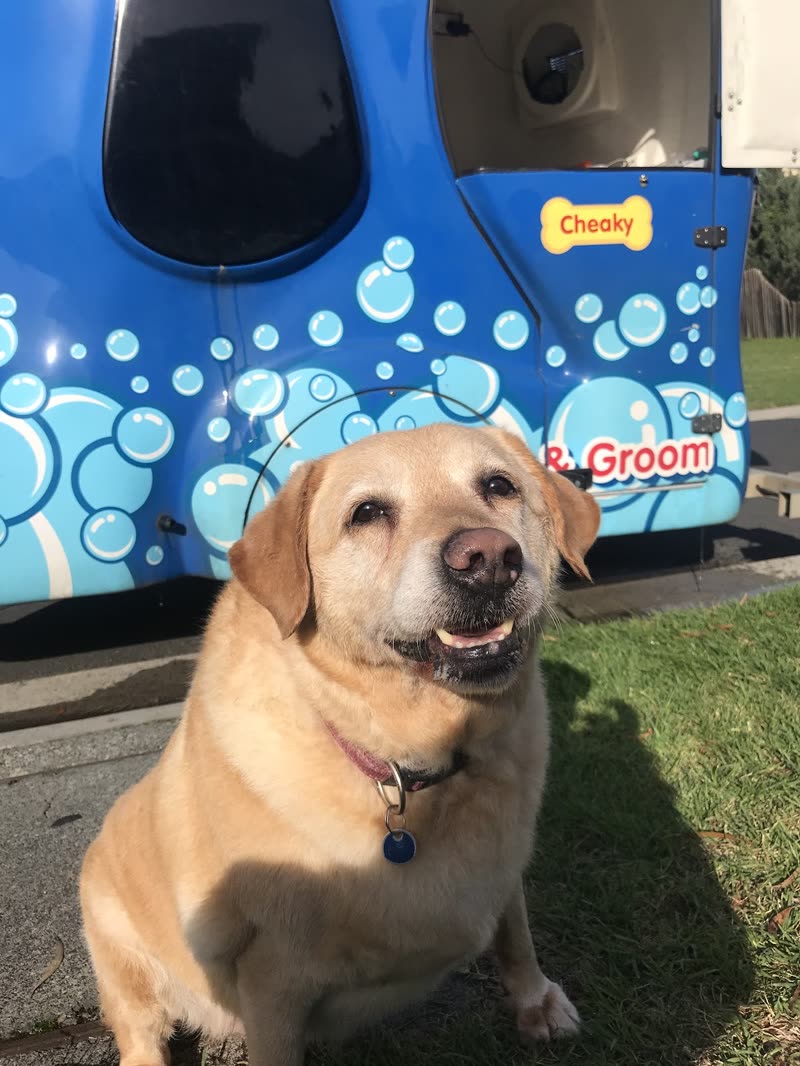 A golden labrador sitting on the grass beside the Blue Wheelers mobile grooming van