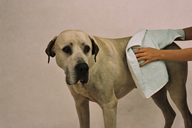 A large dog being towel dried after a groom