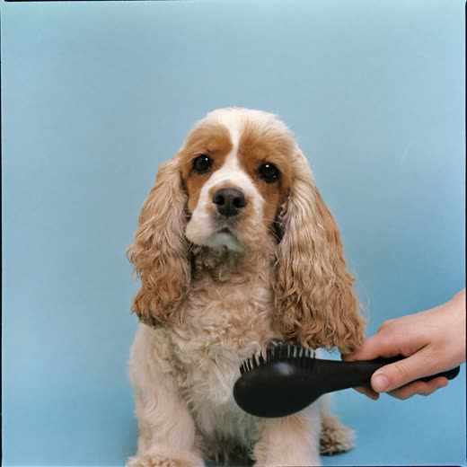 A spaniel being brushed during a grooming session