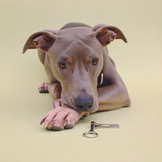 A dog's paw with neatly trimmed nails
