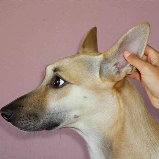 A dog's ear being checked and cleaned