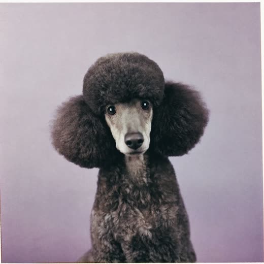 A poodle with a freshly finished clip